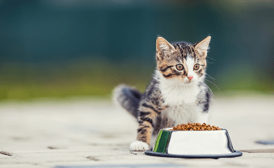 Pola makan anak anak kucingmu