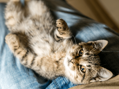 Cara Menciptakan Rutinitas Untuk Kucing Agar Anda Dapat Merawat Ia Secara Maksimal