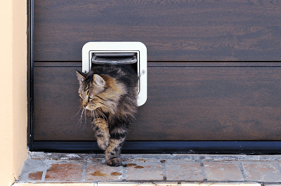 Menggunakan pintu Khusus anak kucing