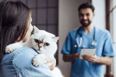 Membawa kucing ke dokter hewan