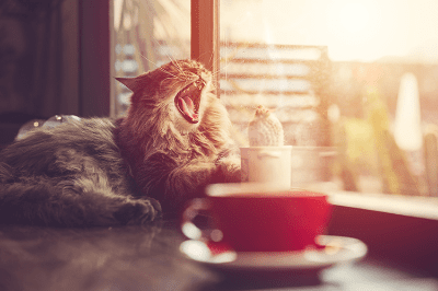 Bertambahnya Umur Kucing