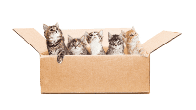 Apakah Yang Anda Perlu Sediakan Apabila Anda Ingin Memiliki Seekor Anak Kucing
