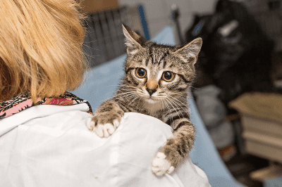 Pemeriksaan Kesihatan Untuk Anak Kucing