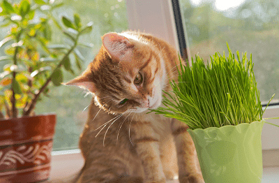 Tips Yang Anda Perlu Tahu Mengenai Catnip