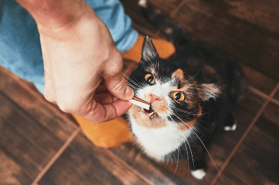 Pemakanan yang Penting untuk Kucing