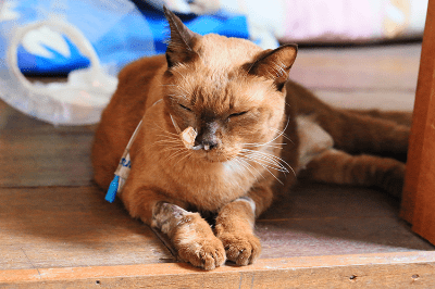 Apabila Usia Kucing Semakin Meningkat