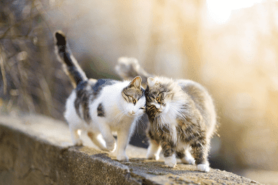 Bahasa Tubuh Si Anak Kucing