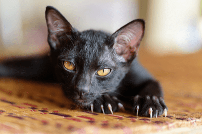Kuku Anak Kucing