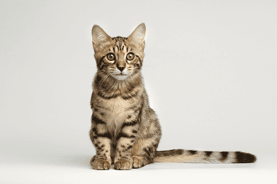 Bahasa Pergerakan Ekor Si Anak Kucing