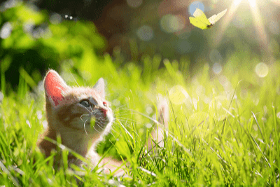 Naluri Semulajadi Tabiat Anak Kucing