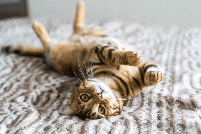 Tag-tag khas pengenalan anak kucing