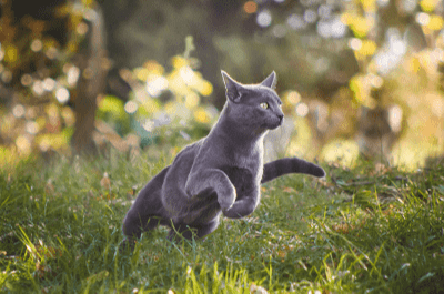 Bermain Bersama Kucing di Sekitar Rumah