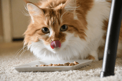 Alahan Makanan Kucing