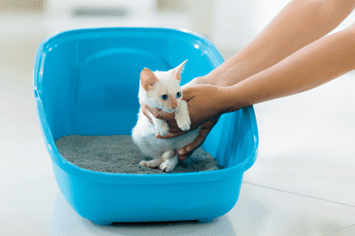 Mengajar Anak-anak Kucing Membuang Air