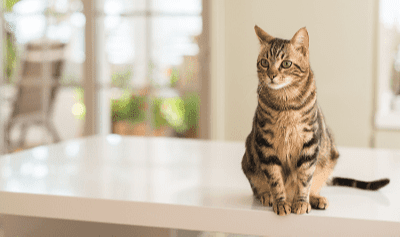 Membawa Anak Kucing Berpindah