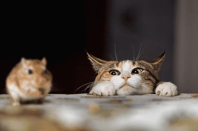 Memahami Kucing Anda