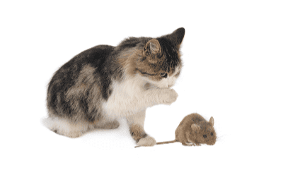 Si Anak Kucing Membawa Pulang Mangsa Buruannya