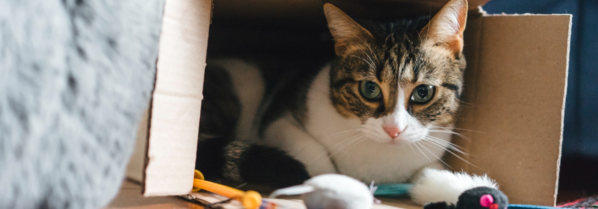 Interactive, Feather & Stuffed Toys for Cats Whiskas Malaysia