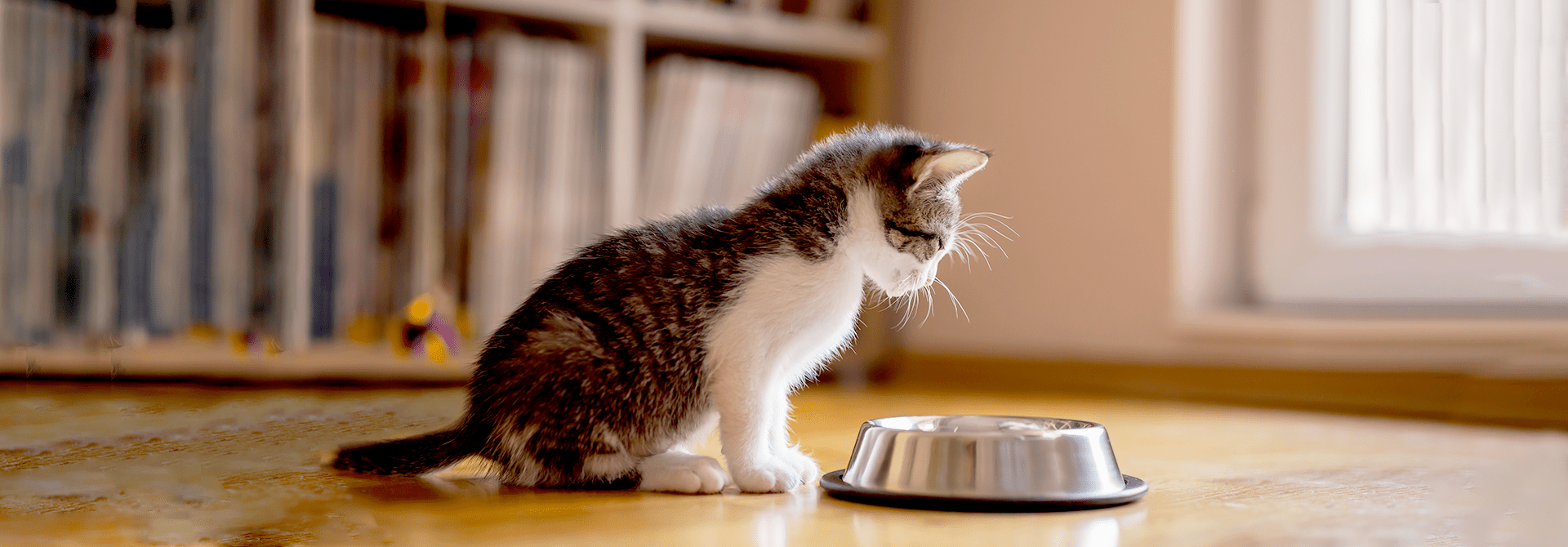 Learn What To Feed A Newborn Kitten With These 7 Feeding Tips Whiskas