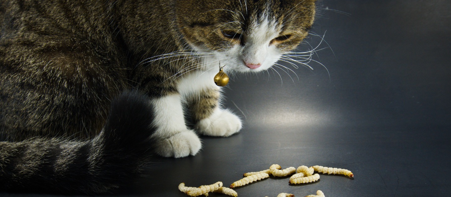 Types of Cat Worms and Its Treatments Whiskas Malaysia