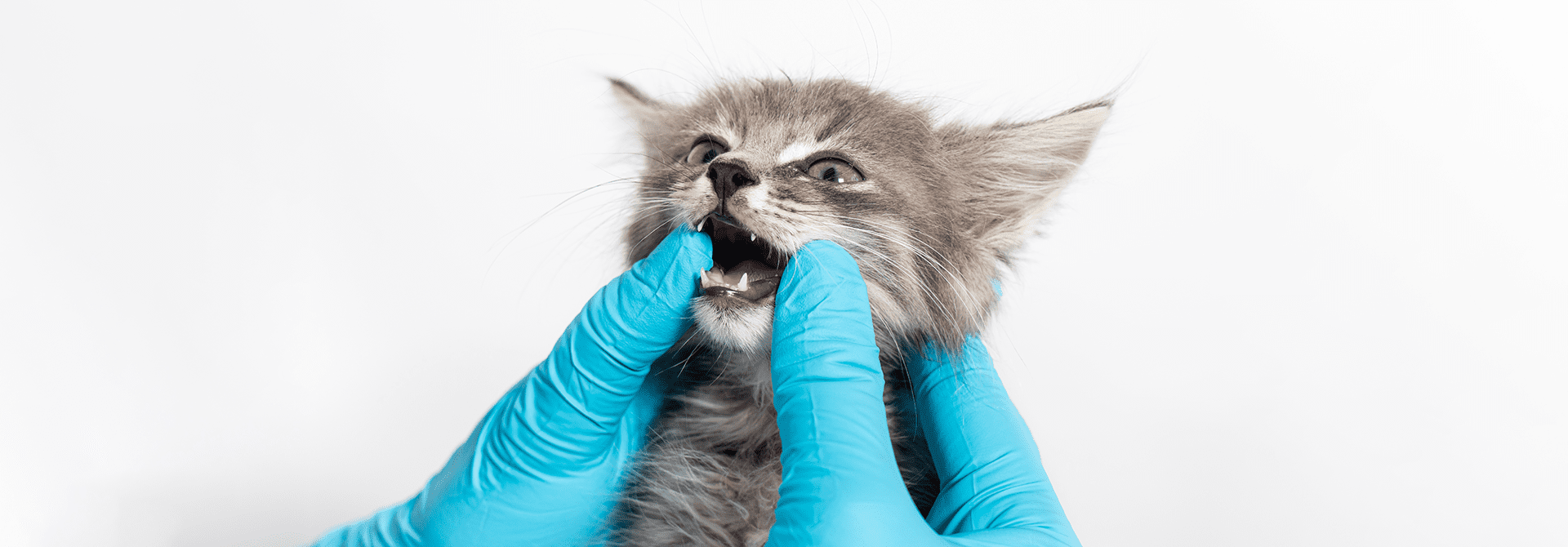 Tips untuk Mencegah Gingivitis pada Kucing Whiskas Malaysia