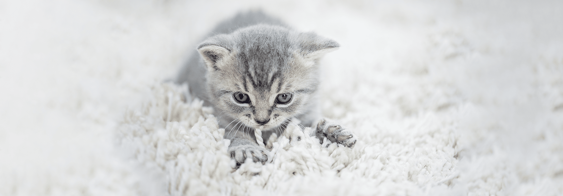 Cat Kneading Why do Cats Knead? Whiskas Malaysia