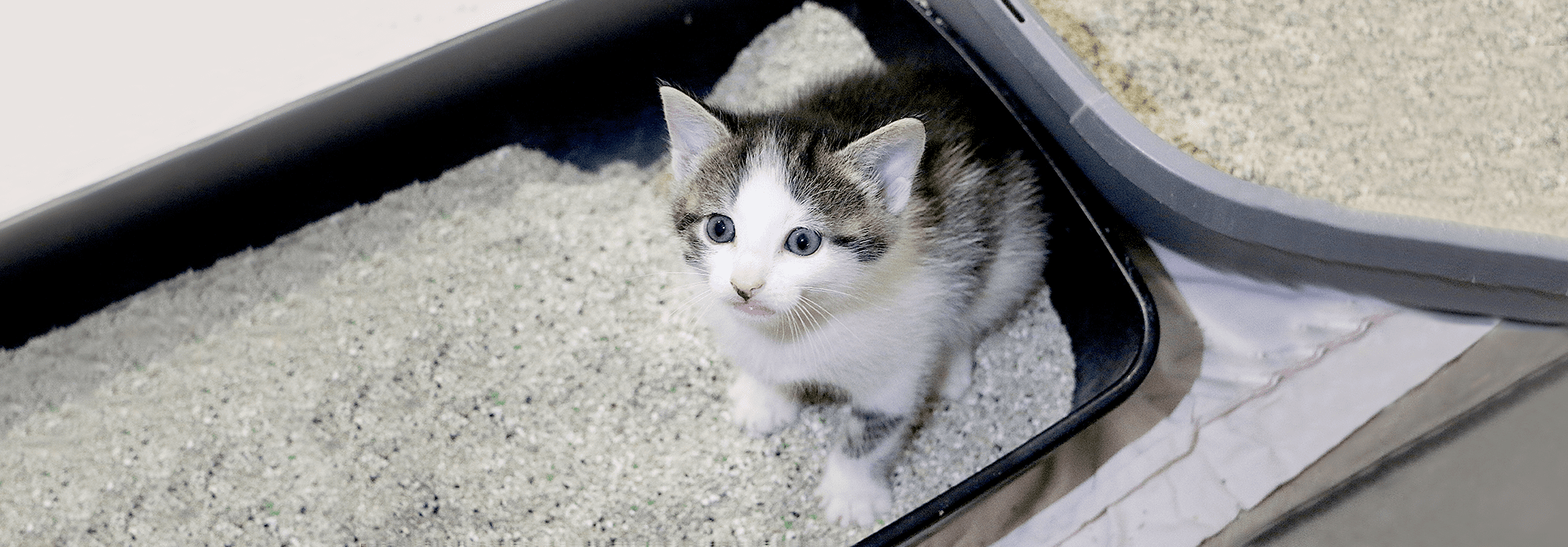 Litter tray training