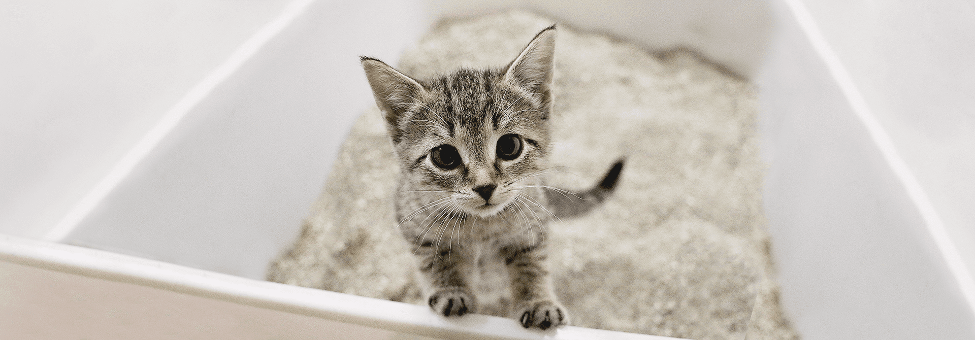 Cat Litter Training How to Train a Cat to Use a Litter Box Whiskas