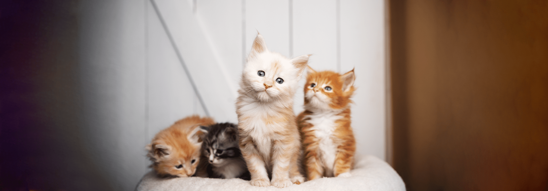 Choose a cat Know About Cat's Gender, Personality & More Whiskas