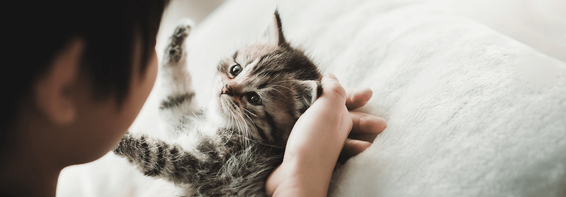 Raising a Kitten: Daily Routines - Whiskas® Phillipines