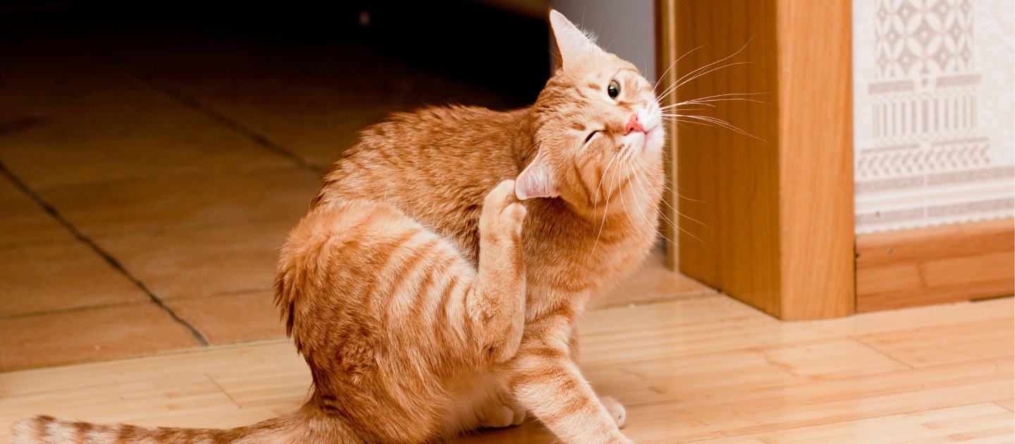 Cat Skin Conditions, its Types and Treatments Whiskas Philippines