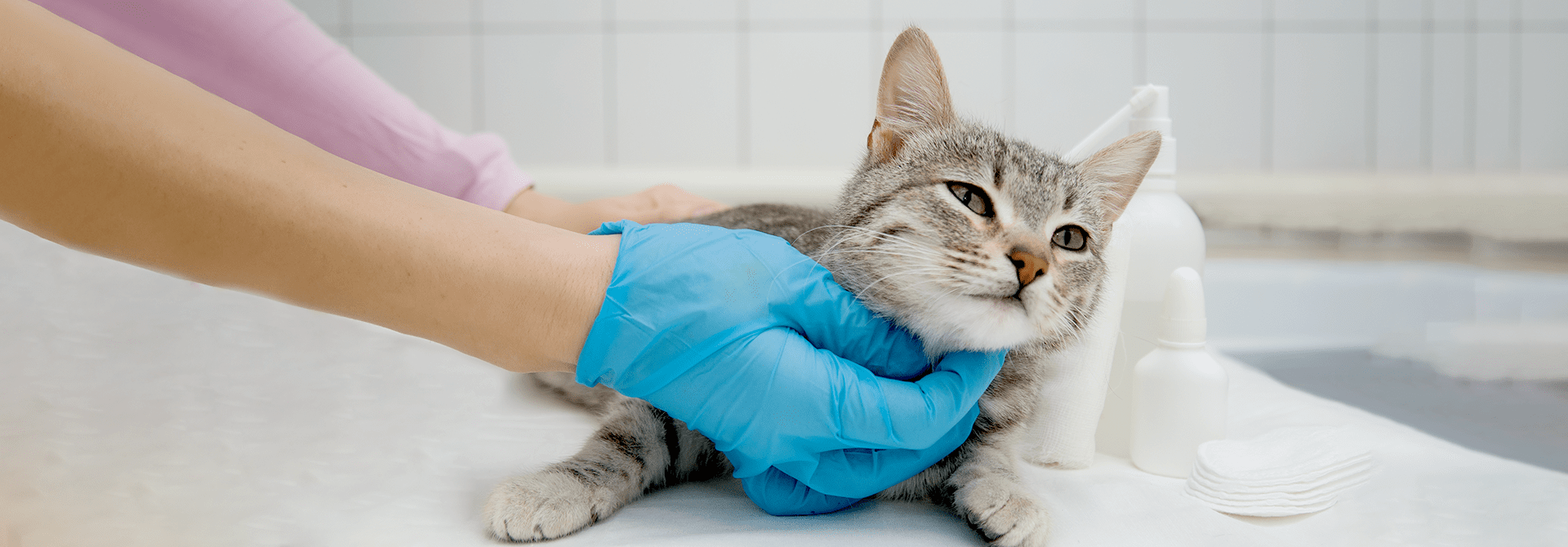Cat Neutering Procedure, Benefits, And Care Tips Whiskas® Philippines