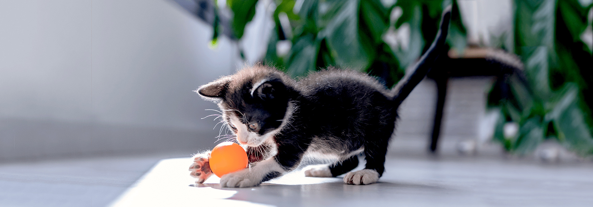 Kitten Playtime Activities5 Fun Games for KittensWhiskas