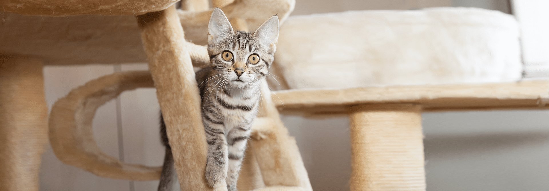 Cats Playing Cat Play house Adventures Whiskas Philippines