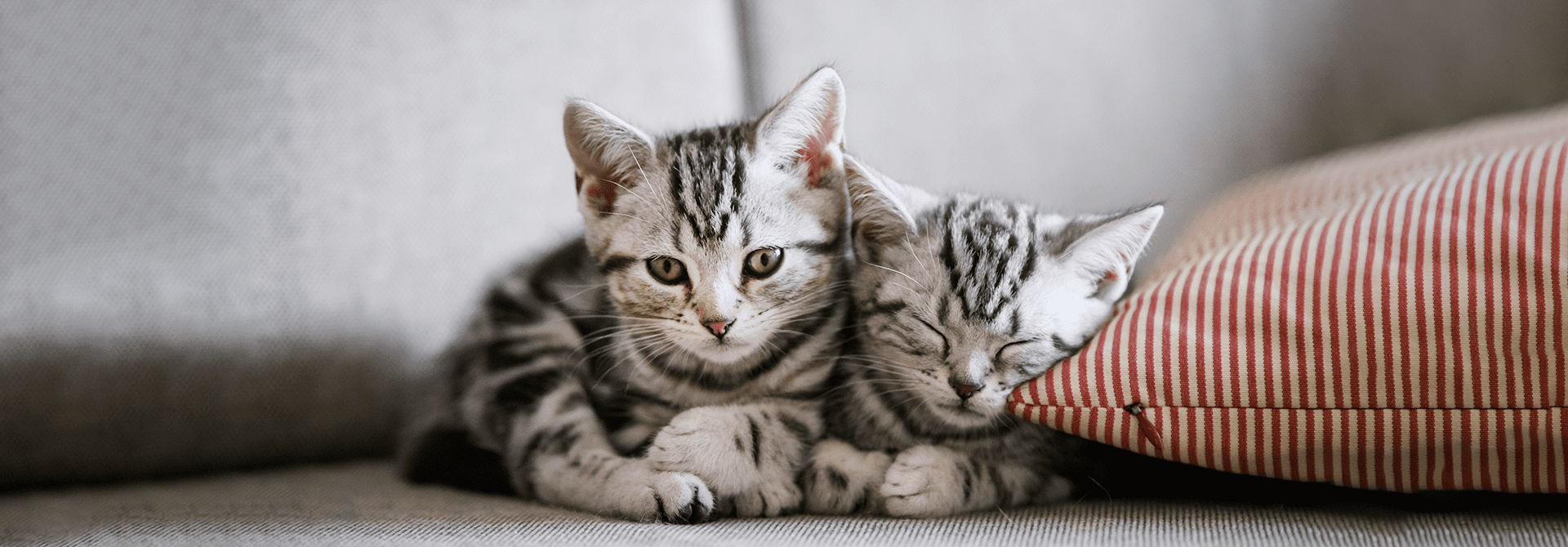 Know everthing about Cats' Social Behavior Whiskas® Phillipines