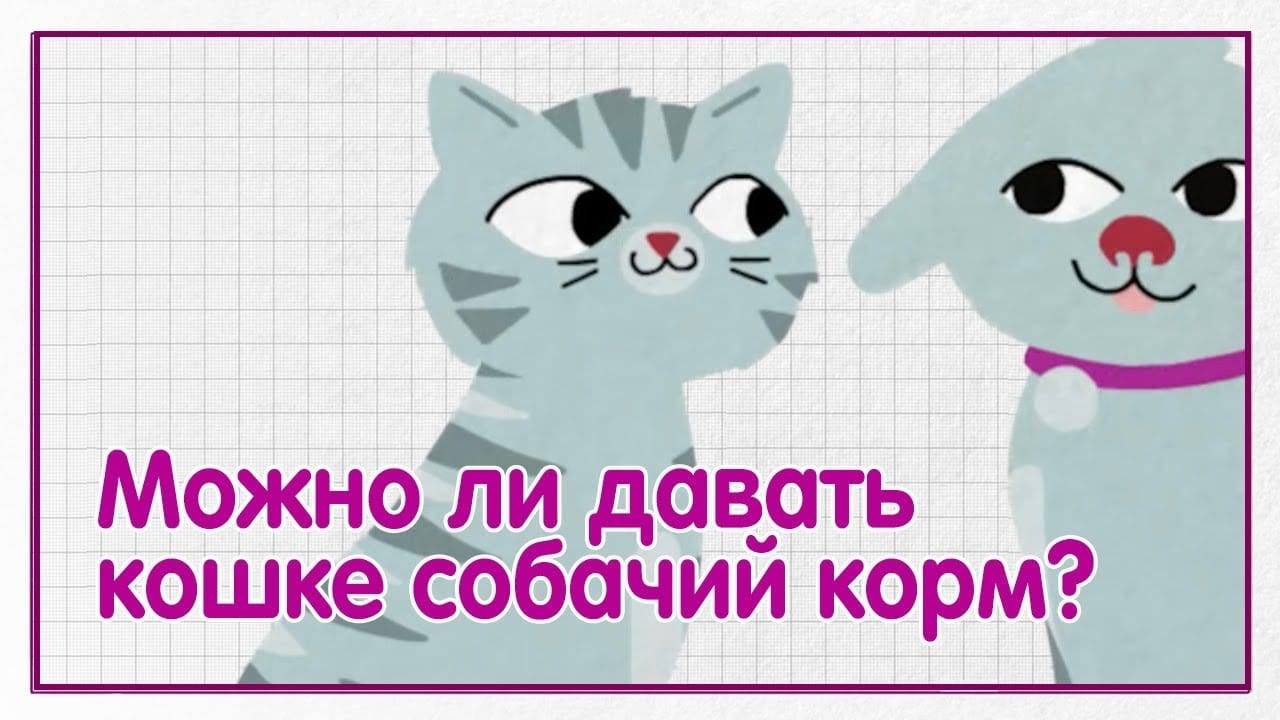 кошке можно марихуану кошке можно марихуану