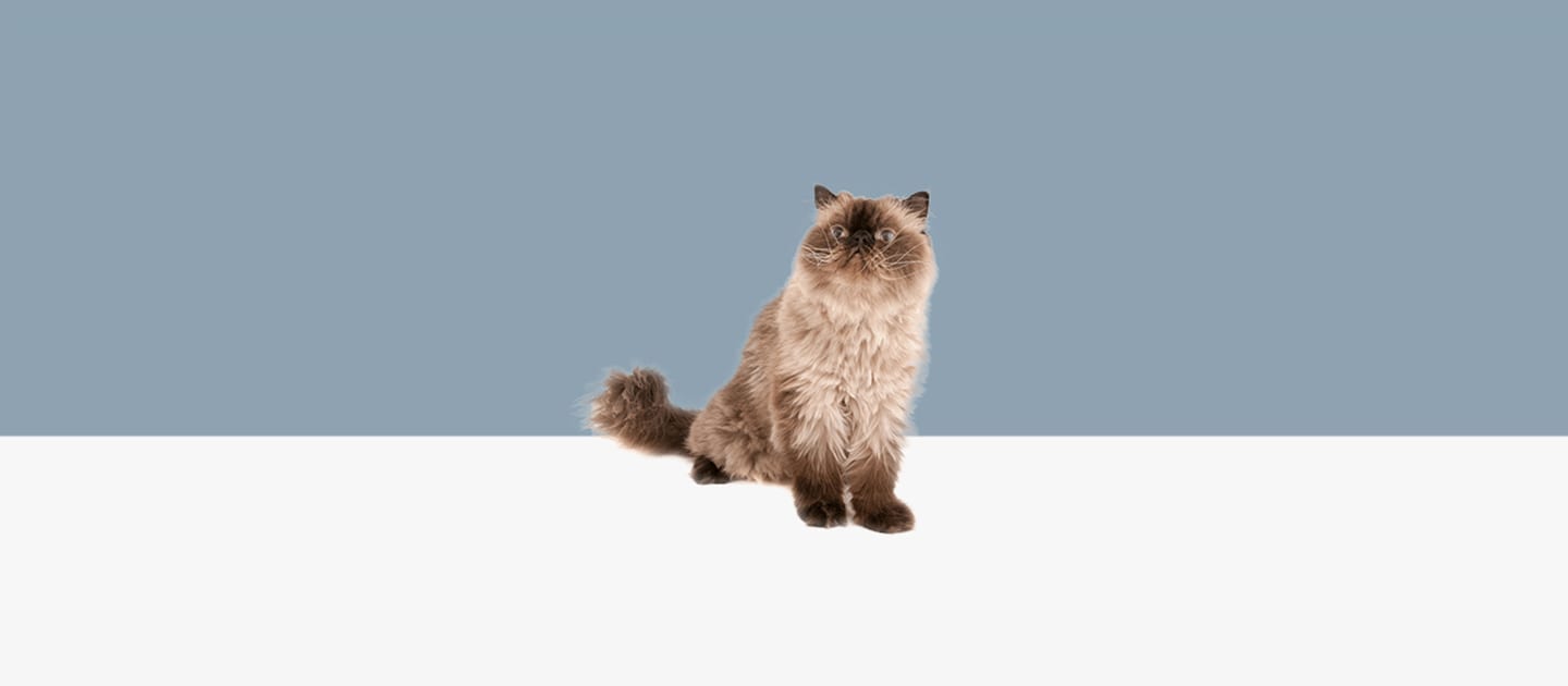 Гималайская кошка: фото, характер, описание породы | WHISKAS®