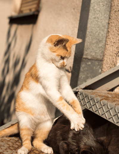 การนวดของน้องเหมียว