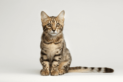 การสั่นหางของน้องเหมียว