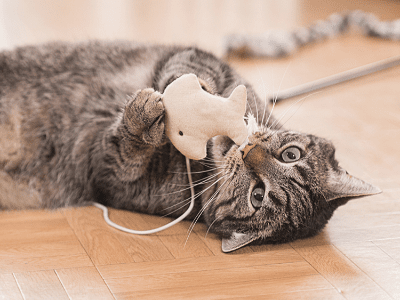 ของเล่นสำหรับน้องเหมียว