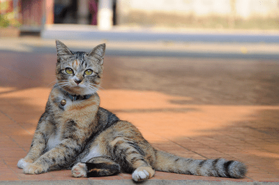 การระบุตัวตนให้น้องเหมียว