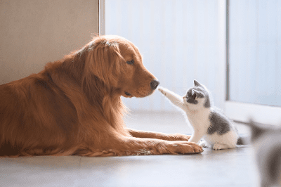 การแนะนำน้องเหมียวให้กับแมวและสัตว์ตัวอื่นๆ