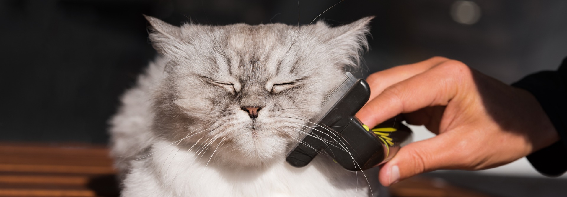 Cat Coat Care Best Tips for Keeping Senior Cat's Fur Coat Shiny Whiskas