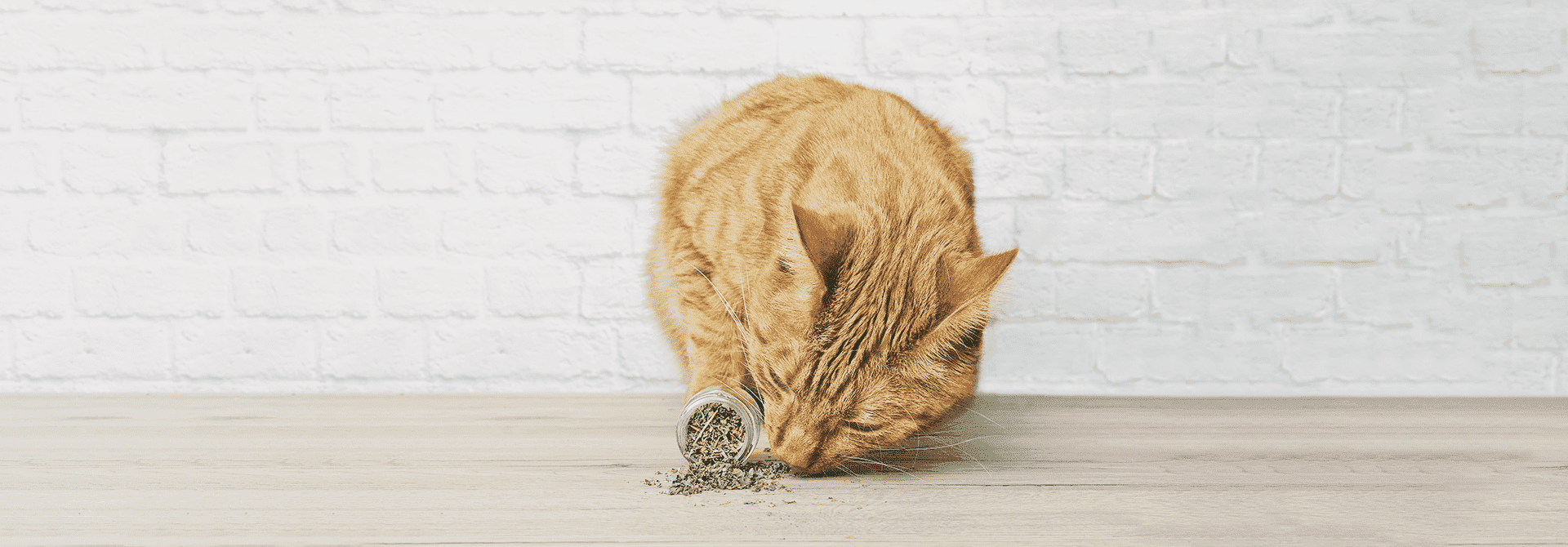 Catnip For Cats, It's Uses and Effects Whiskas